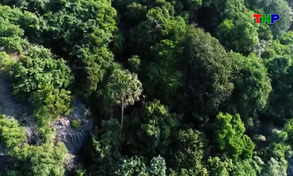 Ph&aacute;t huy gi&aacute; trị đa dạng sinh học Vườn quốc gia C&aacute;t B&agrave; 