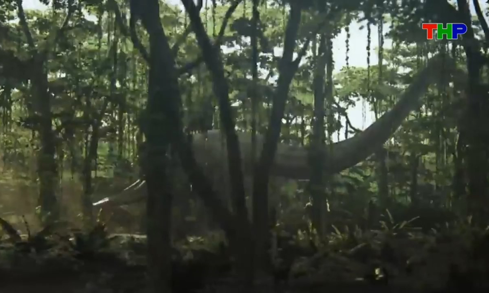 Kh&aacute;m ph&aacute; thế giới: B&iacute; mật về lo&agrave;i khủng long ch&acirc;u Mỹ kỷ Jura