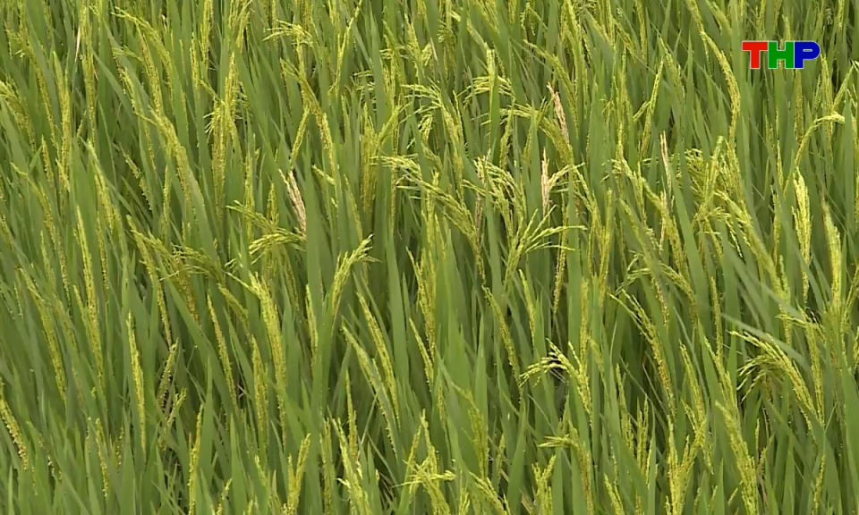 Đồng h&agrave;nh c&ugrave;ng nh&agrave; n&ocirc;ng: Chăm lo c&acirc;y l&uacute;a giai đoạn đ&ograve;ng - trổ