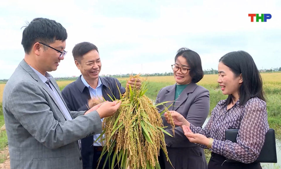 Bảo hộ nh&atilde;n hiệu cho l&uacute;a nếp xoắn Kỳ Sơn