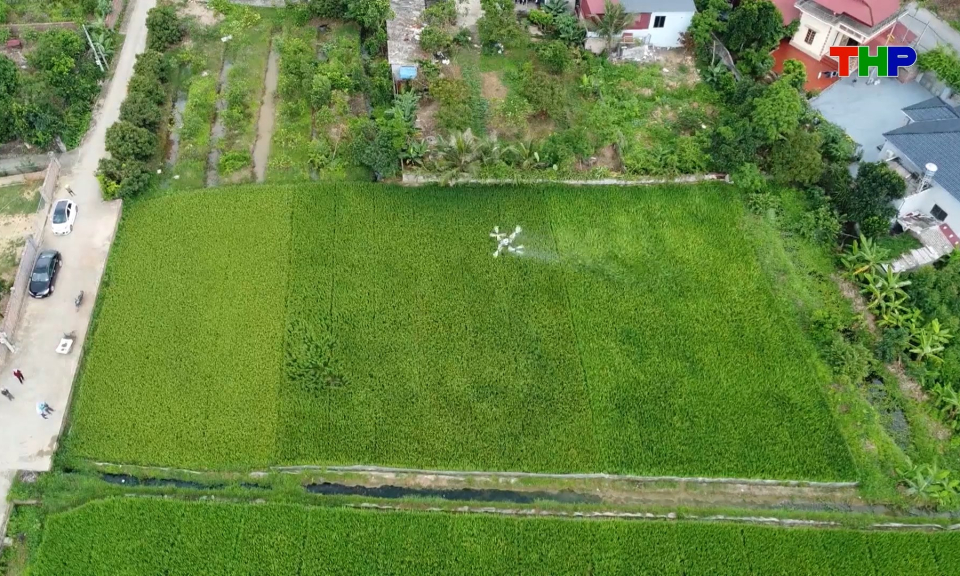Tập trung chăm s&oacute;c l&uacute;a xu&acirc;n