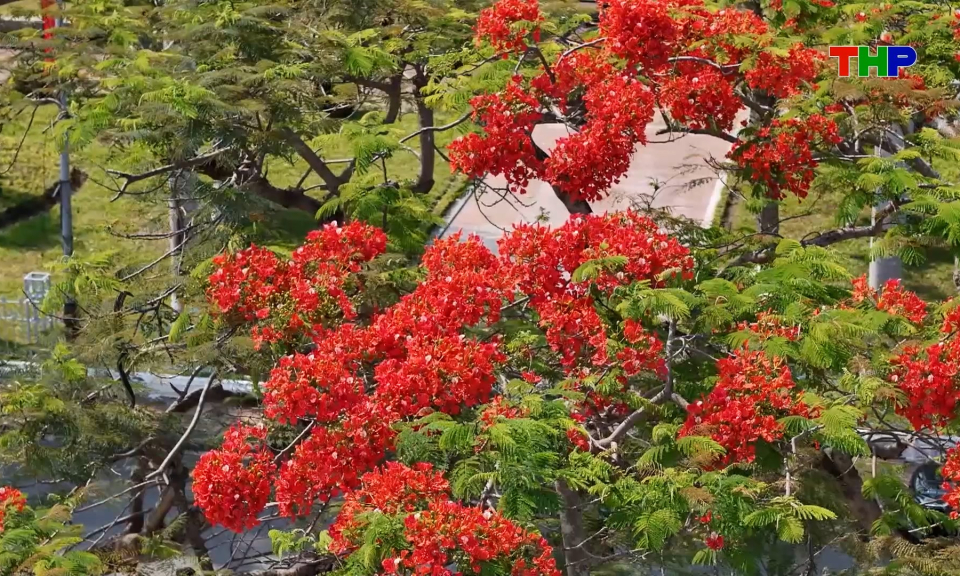 Lung linh sắc hoa phượng