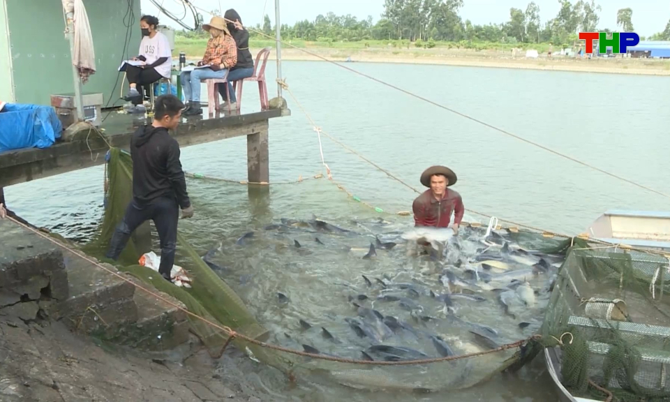 Hỗ trợ cơ sở nu&ocirc;i trồng thủy sản, chăn nu&ocirc;i &aacute;p dụng quy tr&igrave;nh VietGAP