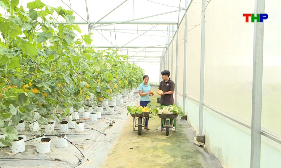 N&ocirc;ng th&ocirc;n mới Hải Ph&ograve;ng: Ph&aacute;t triển Hợp t&aacute;c x&atilde; n&ocirc;ng nghiệp bền vững