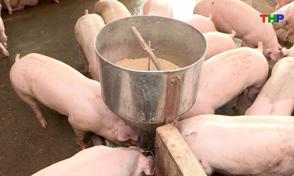 Chủ động ngăn chặn, ứng ph&oacute; nguy cơ dịch bệnh lở mồm long m&oacute;ng