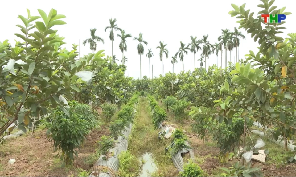 Bản tin thời sự trưa (16/05/2026)