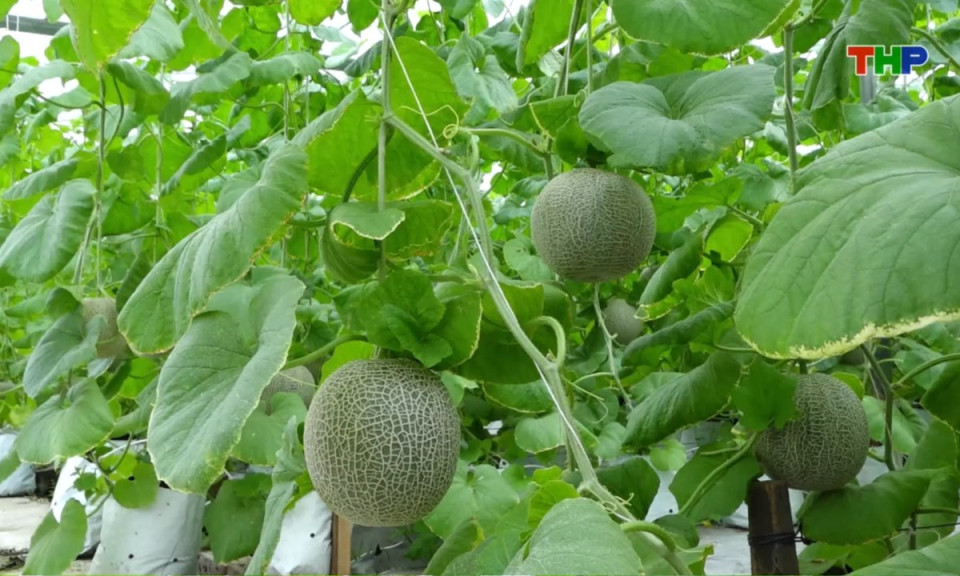 Nhịp sống 24h (16/05/2026)