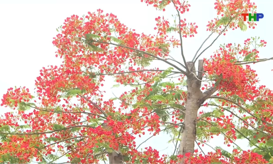 Bản tin thời sự trưa (19/05/2026)