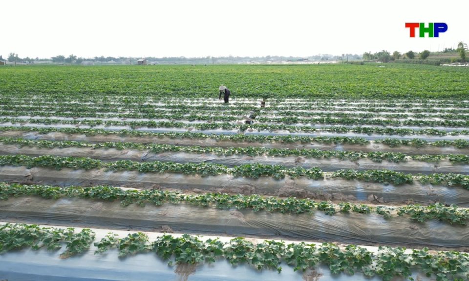 Đồng h&agrave;nh c&ugrave;ng nh&agrave; n&ocirc;ng: Biện ph&aacute;p ph&ograve;ng trừ sinh vật g&acirc;y hại tr&ecirc;n dưa vụ xu&acirc;n