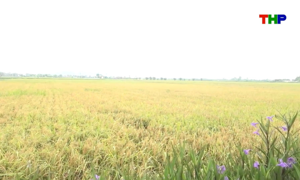 C&aacute;nh đồng xanh "3 kh&ocirc;ng"