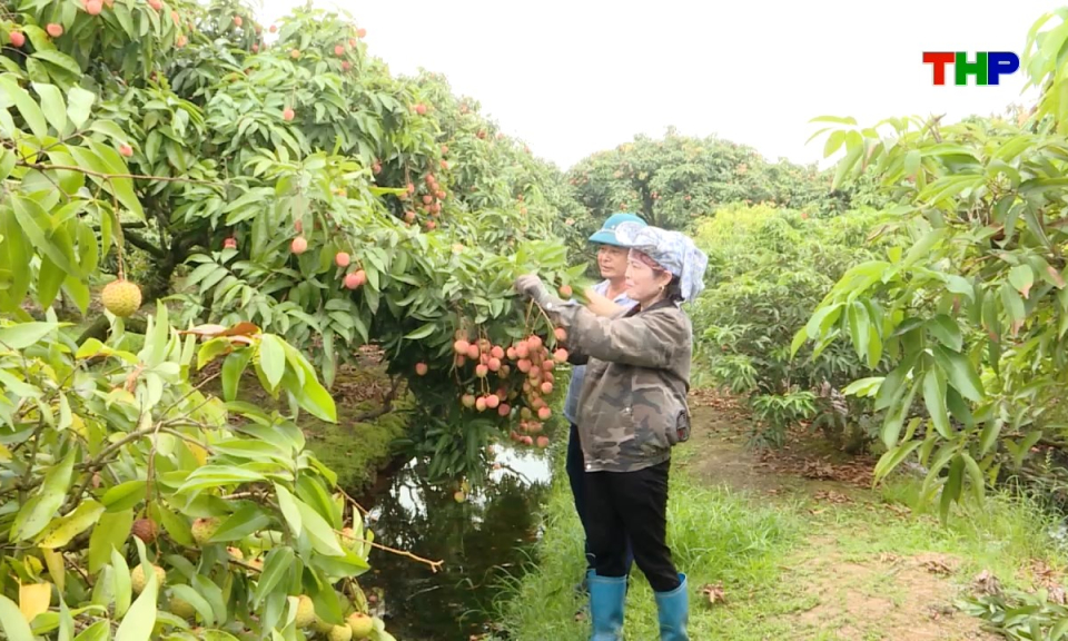 Bản tin tiếng Anh - Hai Phong News (24/05/2026)