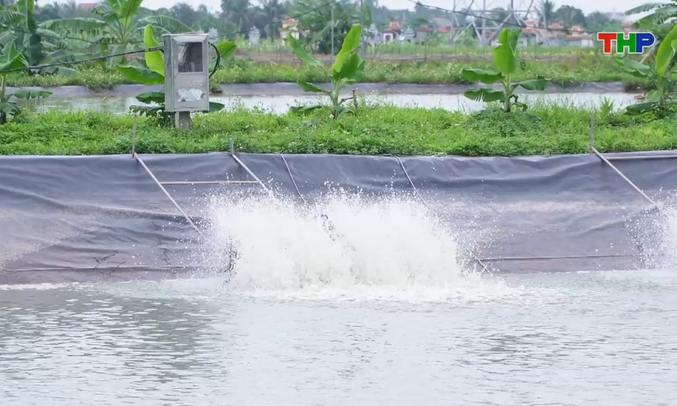 Đồng h&agrave;nh c&ugrave;ng nh&agrave; n&ocirc;ng: Chăm s&oacute;c v&agrave; quản l&yacute; đ&agrave;n c&aacute; nu&ocirc;i m&ugrave;a nắng n&oacute;ng
