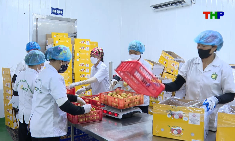 Bản tin tiếng Anh - Hai Phong News (26/05/2026)