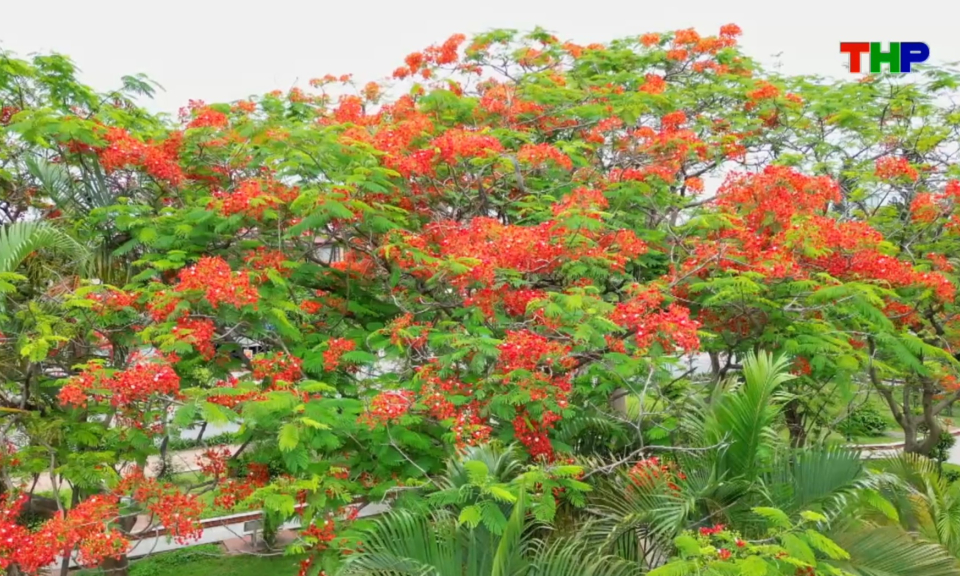 Chạm Hải Ph&ograve;ng: M&ugrave;a hoa phượng vĩ