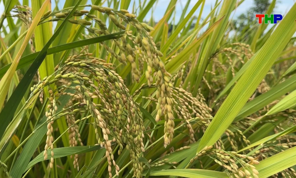 Ứng dụng khoa học c&ocirc;ng nghệ trong sản xuất l&uacute;a