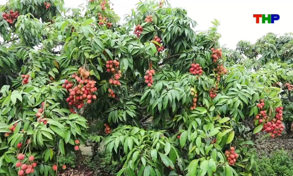 Ẩm thực: Vải xứ Đ&ocirc;ng