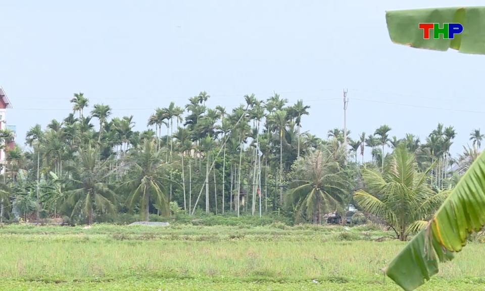 Bản tin tiếng Trung - 海防新闻 (31/05/2026)