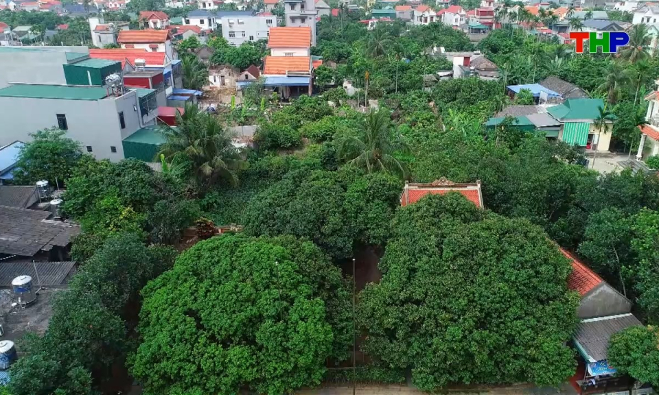 Hải Ph&ograve;ng những g&oacute;c nh&igrave;n: Hải Ph&ograve;ng tạo điểm nhấn du lịch từ m&ocirc; h&igrave;nh trải nghiệm vườn vải