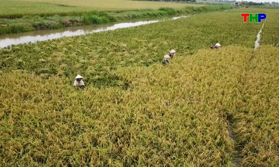 N&ocirc;ng th&ocirc;n mới Hải Ph&ograve;ng: Hợp t&aacute;c x&atilde;, doanh nghiệp đồng h&agrave;nh c&ugrave;ng n&ocirc;ng d&acirc;n ti&ecirc;u thụ n&ocirc;ng sản