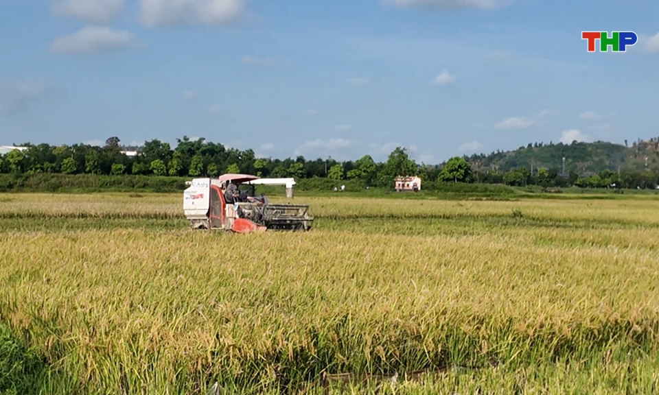 Tập trung thu hoạch l&uacute;a vụ xu&acirc;n