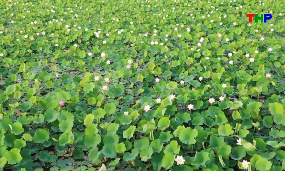 Dấu ấn Hải Ph&ograve;ng: M&ugrave;a sen