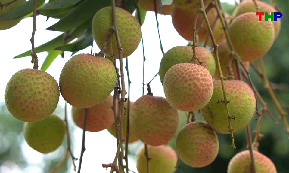 Chạm Hải Ph&ograve;ng: Thanh H&agrave; m&ugrave;a vải ngọt