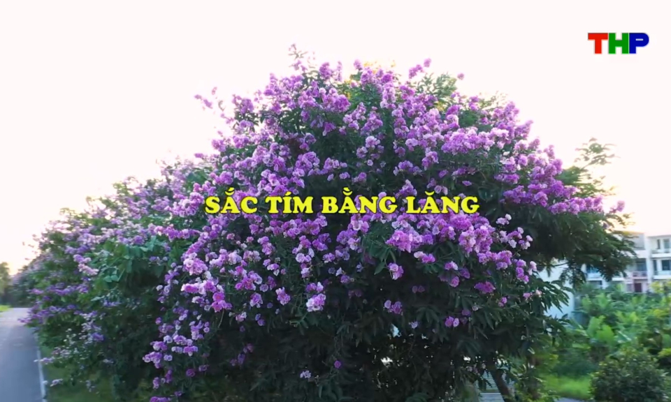 Chạm Hải Ph&ograve;ng: Sắc tim bằng lăng