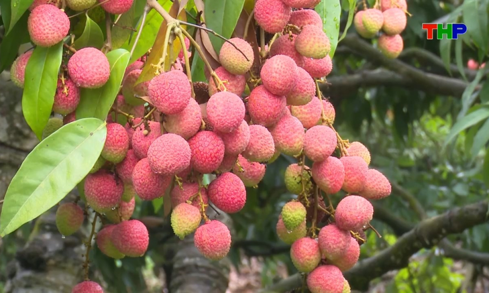 Hải Ph&ograve;ng k&yacute; sự: Thơm ngọt vải thiều Thanh H&agrave; - Đậm s&acirc;u k&yacute; ức qu&ecirc; hương