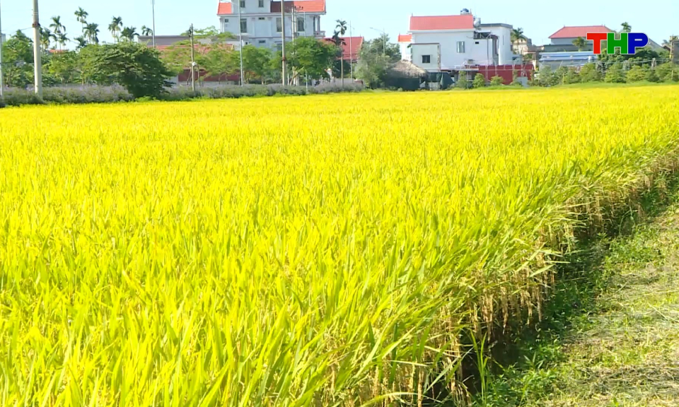 Ph&aacute;t huy hiệu quả m&ocirc; h&igrave;nh c&aacute;nh đồng xanh &ldquo;3 kh&ocirc;ng&rdquo;