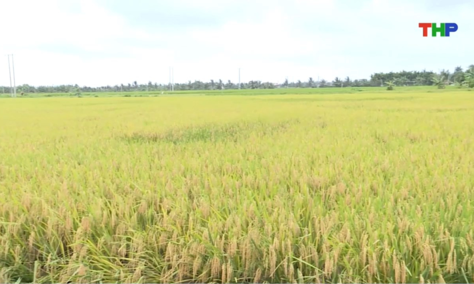 Bản tin thời sự trưa (15/06/2026)