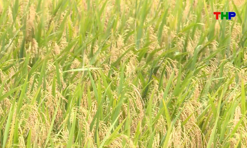 Bảo đảm năng suất l&uacute;a vụ xu&acirc;n