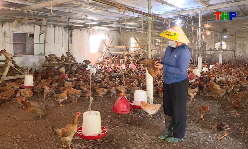 Đồng h&agrave;nh c&ugrave;ng nh&agrave; n&ocirc;ng: Chăm s&oacute;c, ph&ograve;ng bệnh cho đ&agrave;n vật nu&ocirc;i m&ugrave;a nắng n&oacute;ng