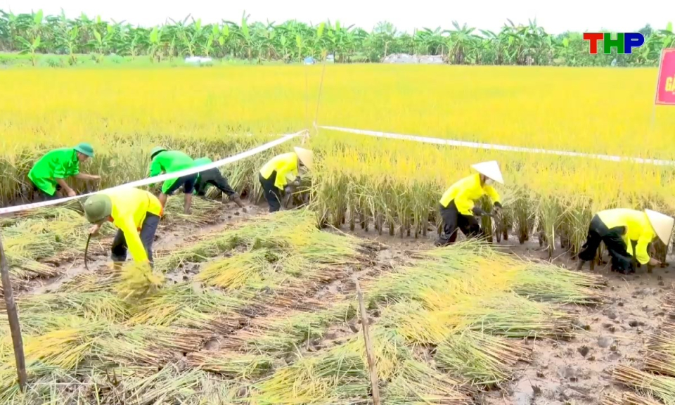 Hải Ph&ograve;ng những g&oacute;c nh&igrave;n: Giữ hồn qu&ecirc; tr&ecirc;n c&aacute;nh đồng l&uacute;a rươi