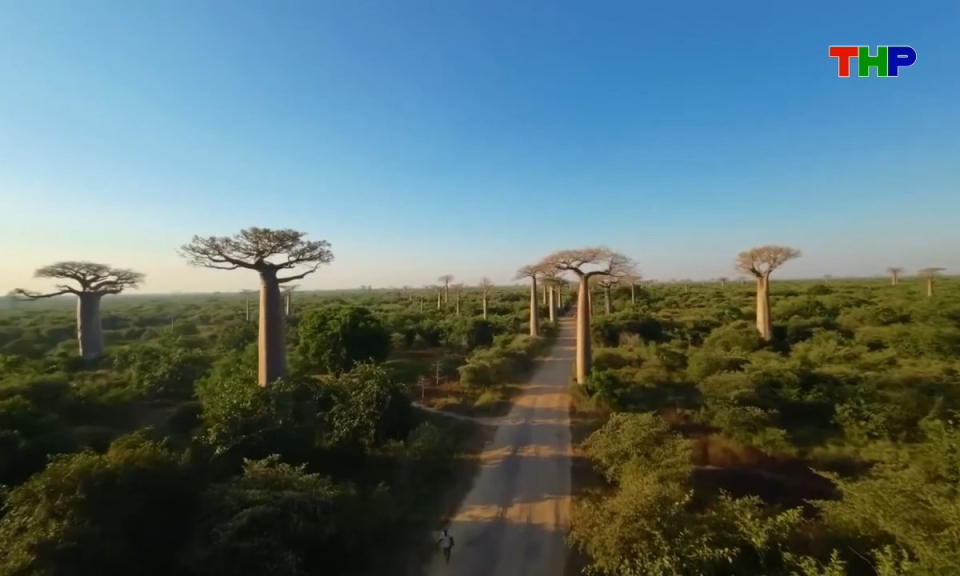 Kh&aacute;m ph&aacute; thế giới: Kỳ th&uacute; quốc đảo Madagascar