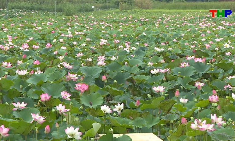 Chạm Hải Ph&ograve;ng: Hương sen giữa l&ograve;ng phố biển