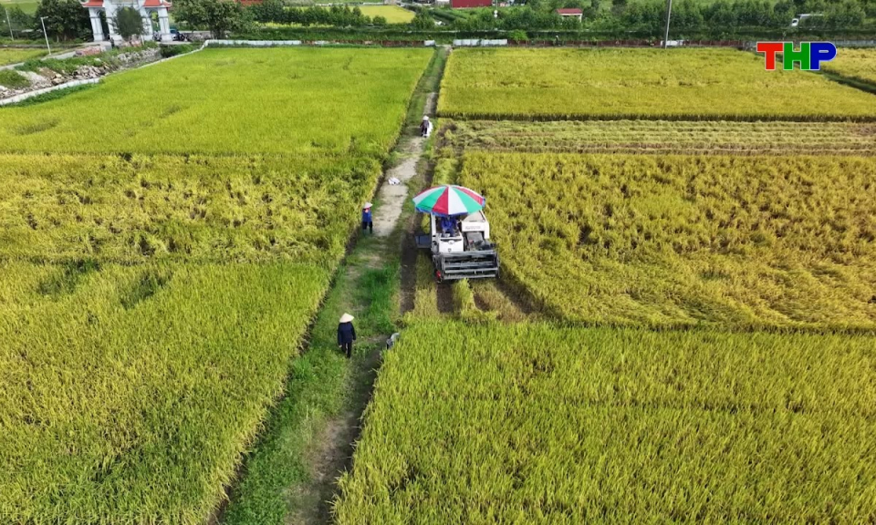 Đồng h&agrave;nh c&ugrave;ng nh&agrave; n&ocirc;ng: Giải ph&aacute;p tr&aacute;nh ngộ độc hữu cơ tr&ecirc;n l&uacute;a