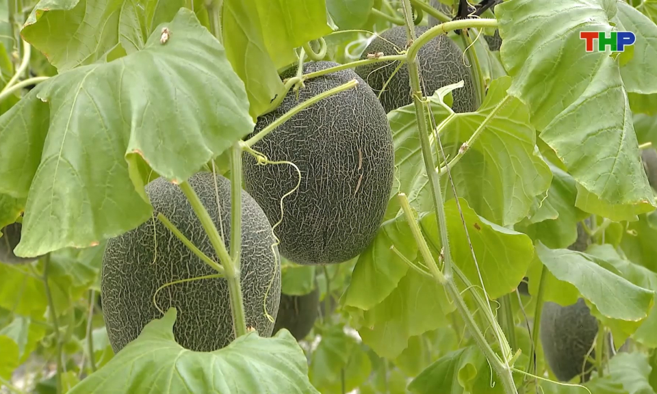 Ph&aacute;t triển n&ocirc;ng nghiệp bền vững