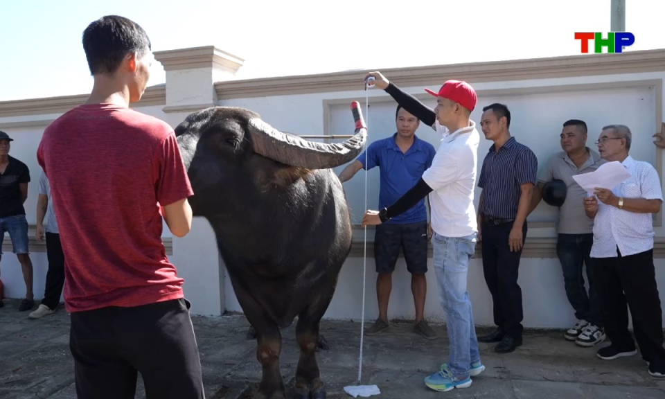Điểm hẹn du lịch: Đo tr&acirc;u đấu loại
