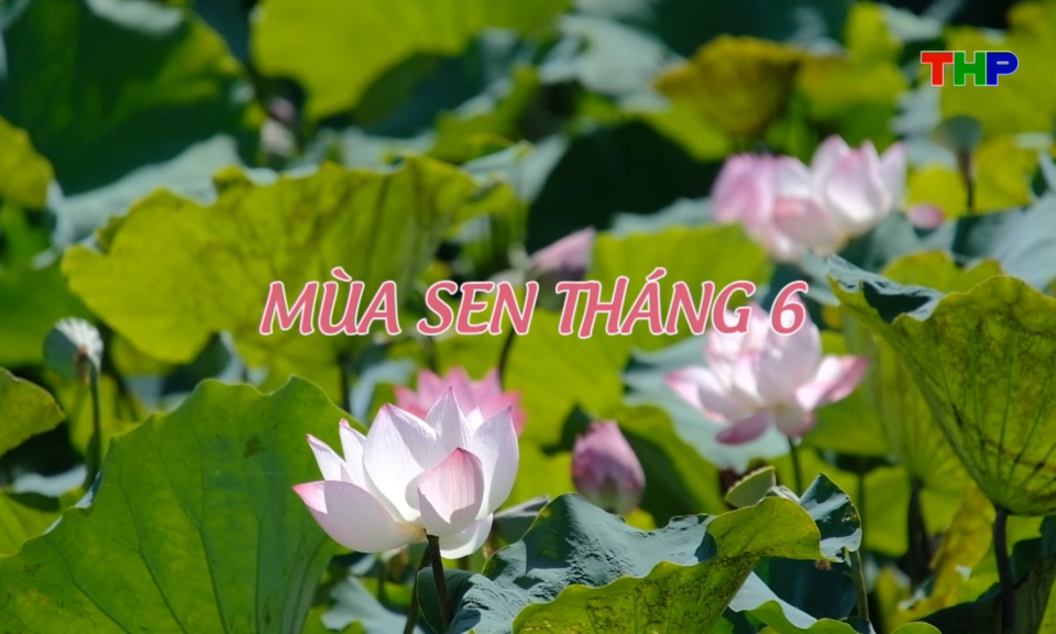 Chạm Hải Ph&ograve;ng: M&ugrave;a sen th&aacute;ng 6