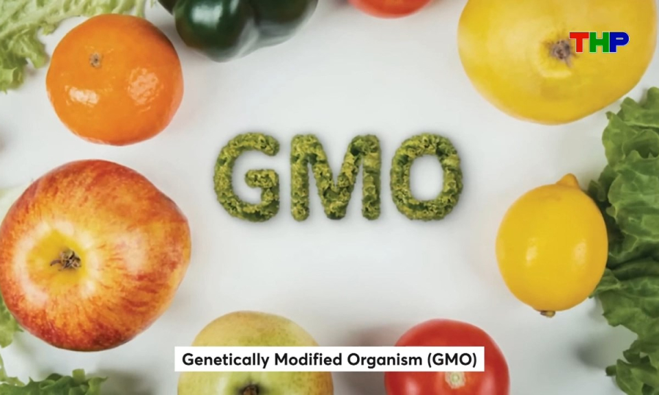 Kh&aacute;m ph&aacute; thế giới: Thực phẩm biến đổi gen GMO - Giữa kỳ vọng khoa học v&agrave; tranh luận to&agrave;n cầu