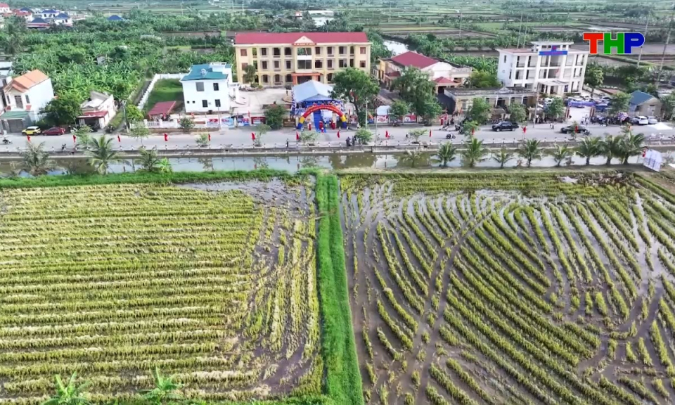 N&ocirc;ng th&ocirc;n mới Hải Ph&ograve;ng: Sản xuất l&uacute;a hữu cơ - Hướng đi bền vững