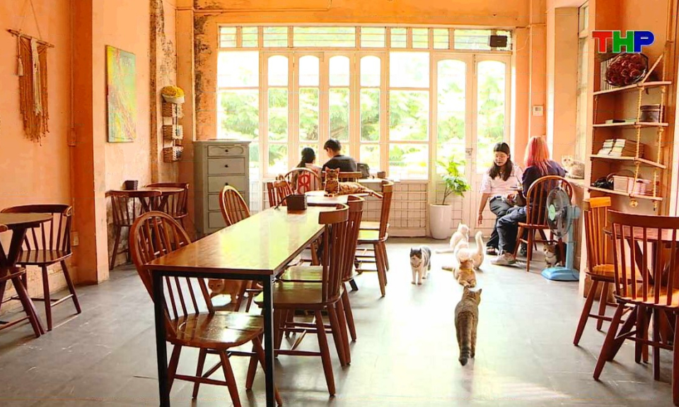 Chạm Hải Ph&ograve;ng: Sức h&uacute;t từ những qu&aacute;n cafe m&egrave;o