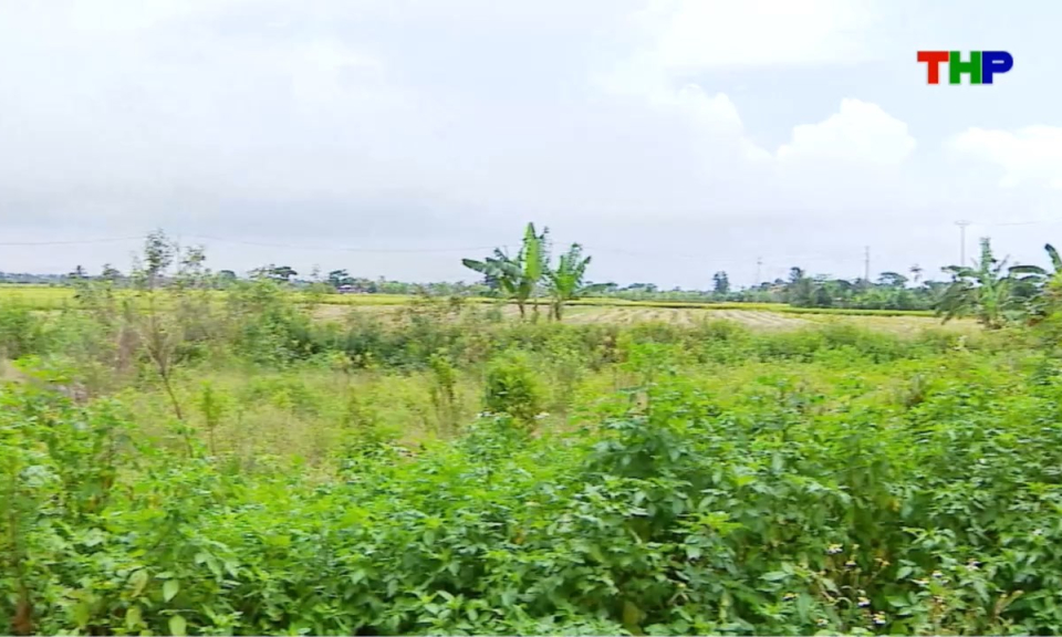 Nhịp sống 24h (08/07/2026)