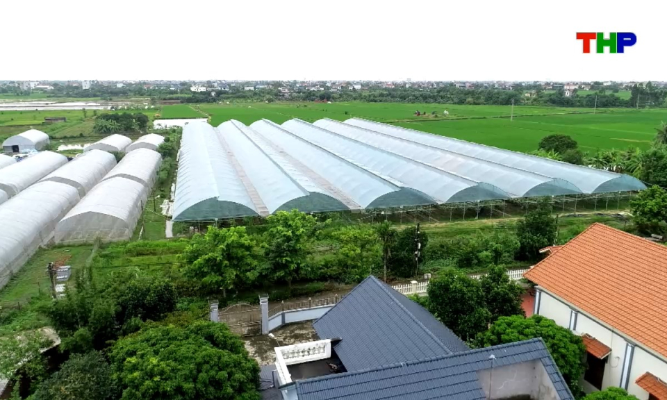 N&ocirc;ng th&ocirc;n mới Hải Ph&ograve;ng: X&acirc;y dựng chuỗi gi&aacute; trị, n&acirc;ng sức cạnh tranh cho n&ocirc;ng sản