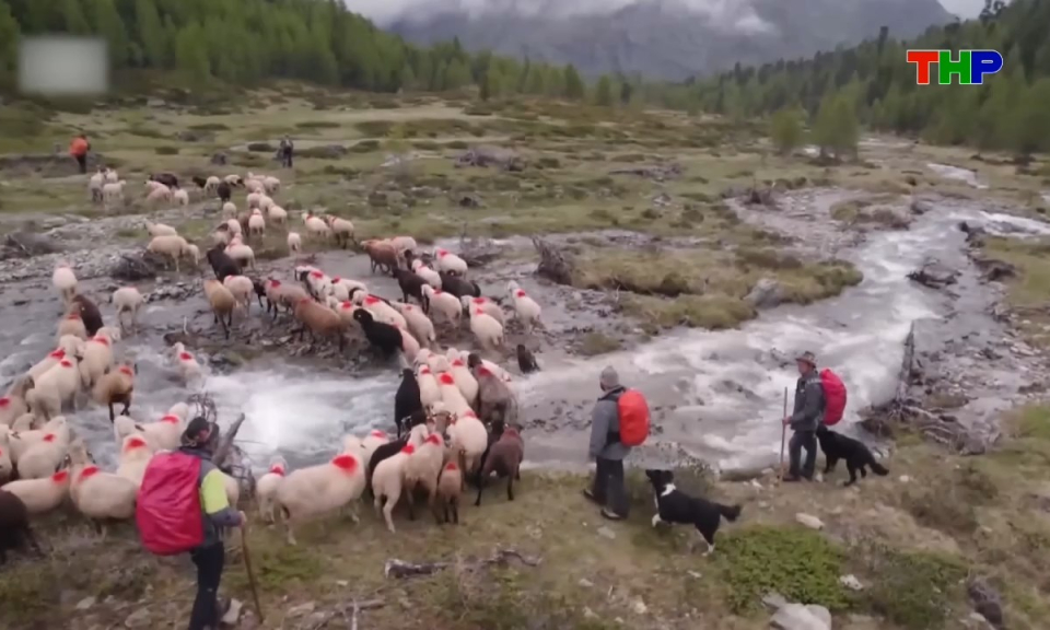 Kh&aacute;m ph&aacute; thế giới: H&agrave;nh tr&igrave;nh vượt d&atilde;y Alps của những người chăn cừu