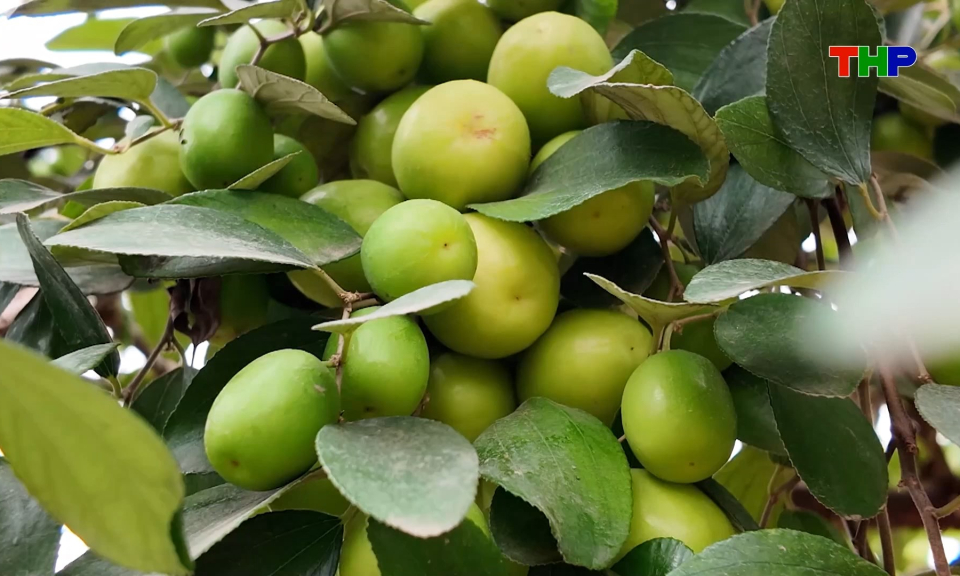 T&aacute;o muối B&agrave;ng La v&agrave;o m&ugrave;a thu hoạch