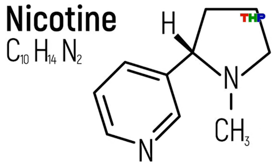 Kh&aacute;m ph&aacute; thế giới: Nicotine - Hợp chất nhỏ b&eacute; nhưng ảnh hưởng lớn đến sức khỏe con người