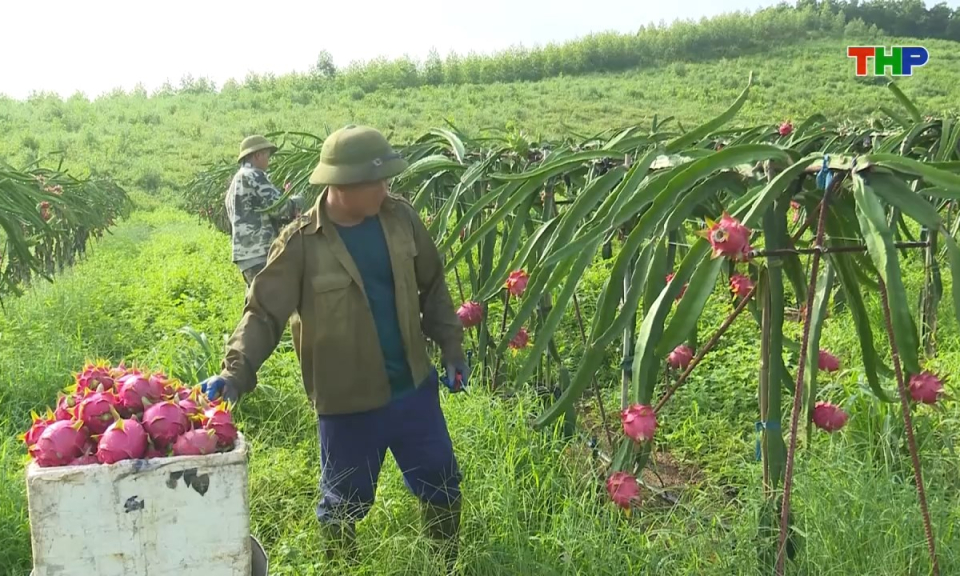 N&ocirc;ng th&ocirc;n mới Hải Ph&ograve;ng: Ph&aacute;t huy hiệu quả c&aacute;c m&ocirc; h&igrave;nh kinh tế n&ocirc;ng nghiệp