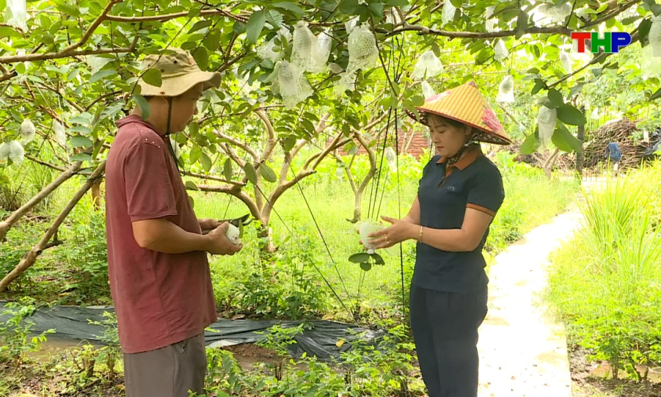 B&ocirc;ng hồng th&eacute;p đất Cảng: Bản lĩnh th&eacute;p v&agrave; kh&aacute;t vọng n&ocirc;ng sản sạch
