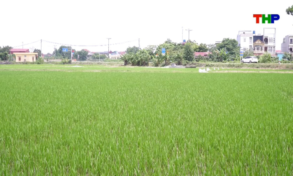 Đồng h&agrave;nh c&ugrave;ng nh&agrave; n&ocirc;ng: Chủ động chăm s&oacute;c l&uacute;a giai đoạn đẻ nh&aacute;nh
